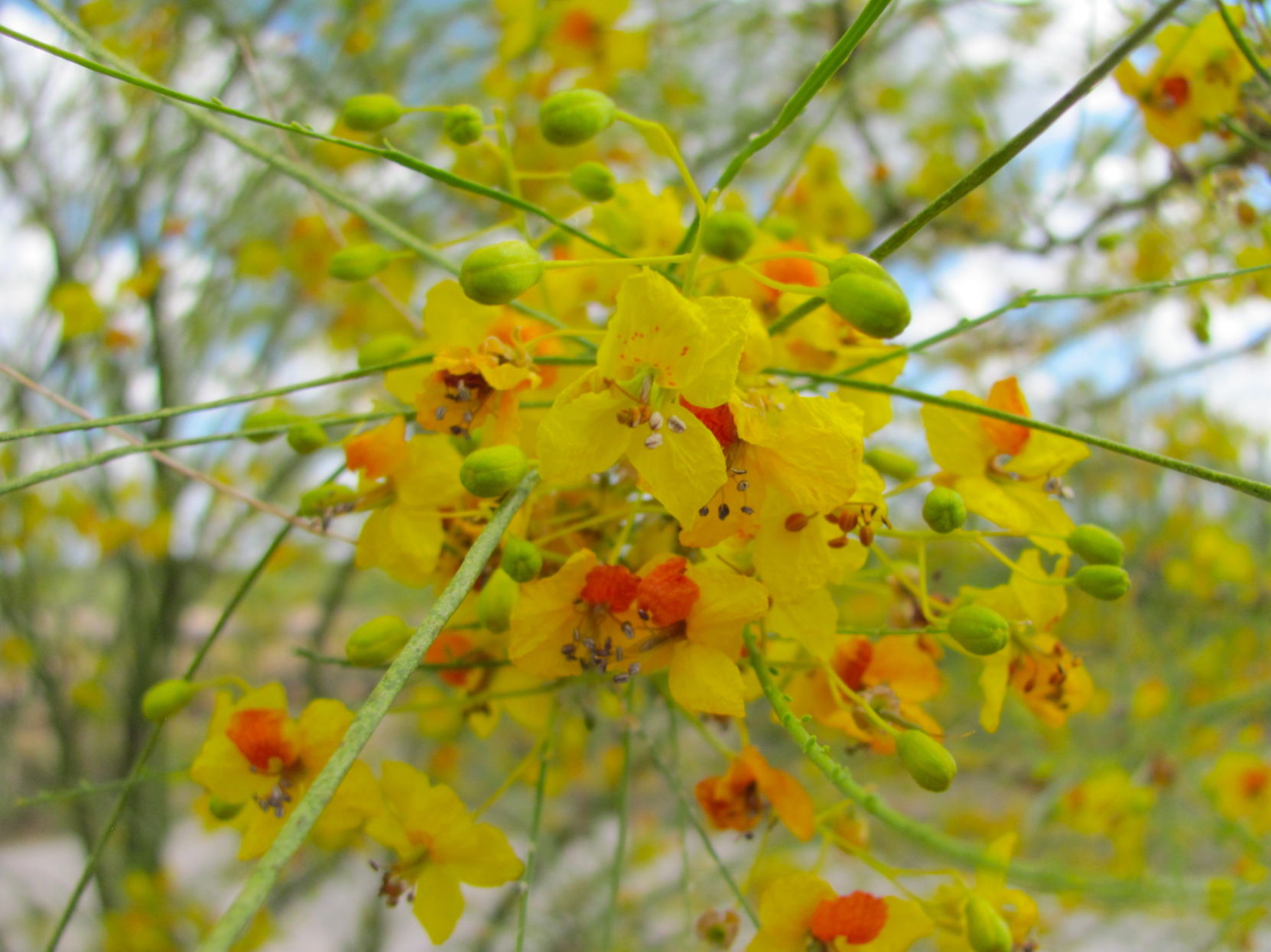 Palo verde blooms in June